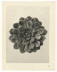 Étude de plante (Urformen der Kunst) - Karl Blossfeldt