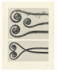 Étude de plante (Urformen der Kunst) - Karl Blossfeldt