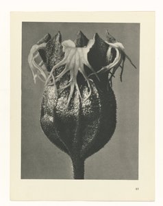 Étude de plante (Urformen der Kunst)