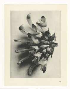 Étude de plante (Urformen der Kunst)