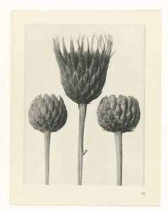 Étude de plante (Urformen der Kunst) - Karl Blossfeldt
