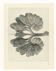 Étude de plante (Urformen der Kunst) - Karl Blossfeldt