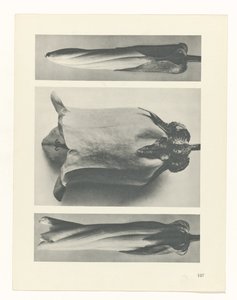 Étude de plante (Urformen der Kunst) - Karl Blossfeldt