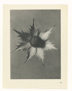 Étude de plante (Urformen der Kunst) - Karl Blossfeldt