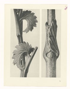 Étude de plante (série Urformen der Kunst) - Karl Blossfeldt