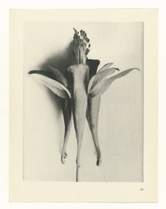 Étude de plante (série Urformen der Kunst)