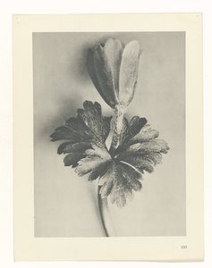 Étude de plante (série Urformen der Kunst)