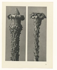 Étude de plante (série Urformen der Kunst)