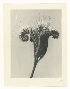 Étude de plante (série Urformen der Kunst) - Karl Blossfeldt