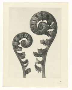 Étude de plante (série Urformen der Kunst)