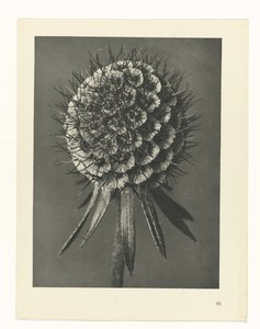 Étude de plante (série Urformen der Kunst) - Karl Blossfeldt