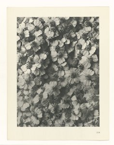 Étude de plante (série Urformen der Kunst)
