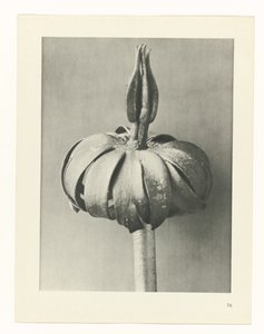 Étude de plante (série Urformen der Kunst)