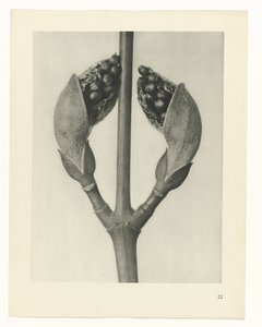Étude de plante (série Urformen der Kunst) - Karl Blossfeldt