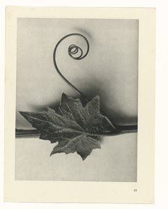 Étude de plante (série Urformen der Kunst) - Karl Blossfeldt