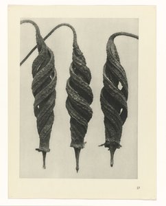 Étude de plante (série Urformen der Kunst) - Karl Blossfeldt