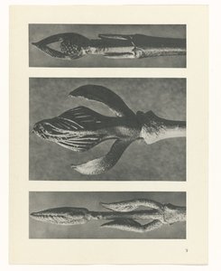 Étude de plante (série Urformen der Kunst)