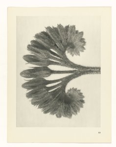 Étude de plante (série Urformen der Kunst)