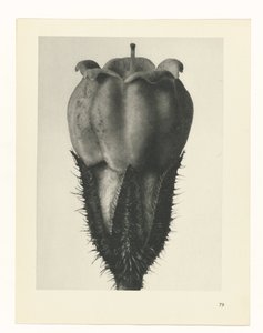 Étude de plante (série Urformen der Kunst) - Karl Blossfeldt