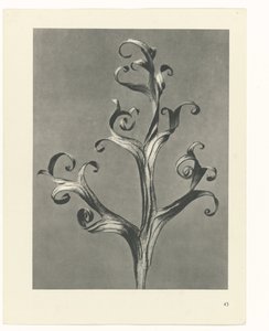 Étude de plante (série Urformen der Kunst) - Karl Blossfeldt