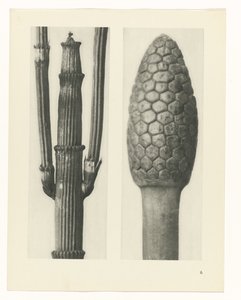 Étude de plante (série Urformen der Kunst)