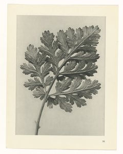 Étude de plante (série Urformen der Kunst) - Karl Blossfeldt