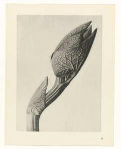 Étude de plante (série Urformen der Kunst) - Karl Blossfeldt