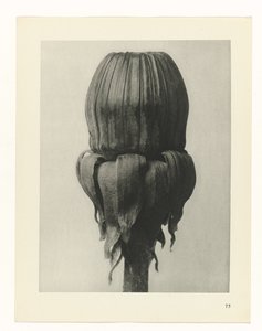 Étude de plante (série Urformen der Kunst)