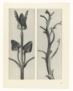 Étude de plante (série Urformen der Kunst) - Karl Blossfeldt