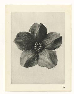 Étude de plante (série Urformen der Kunst) - Karl Blossfeldt