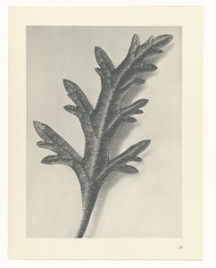 Étude de plante (série Urformen der Kunst) - Karl Blossfeldt