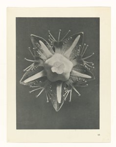 Étude de plante (série Urformen der Kunst) - Karl Blossfeldt