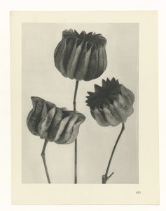 Étude de plante (série Urformen der Kunst)