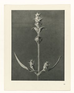 Étude de plante (série Urformen der Kunst) - Karl Blossfeldt