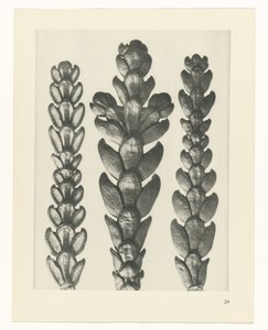 Étude de plante (série Urformen der Kunst)