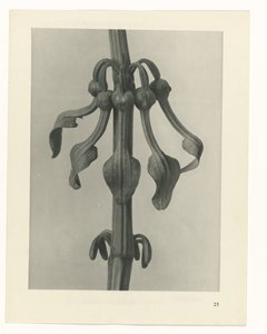Étude de plante (série Urformen der Kunst) - Karl Blossfeldt