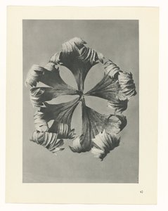 Étude de plante (série Urformen der Kunst)