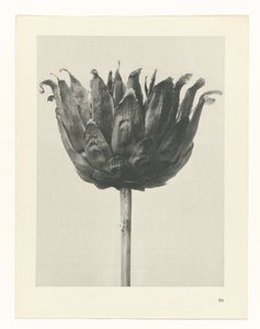 Étude de plante (série Urformen der Kunst)