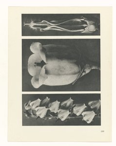 Étude de plante (série Urformen der Kunst)