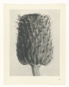 Étude de plante (série Urformen der Kunst) - Karl Blossfeldt