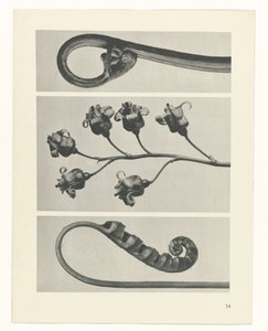 Étude de plante (série Urformen der Kunst) - Karl Blossfeldt