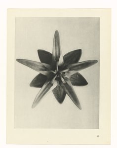 Étude de plante (Urformen der Kunst)