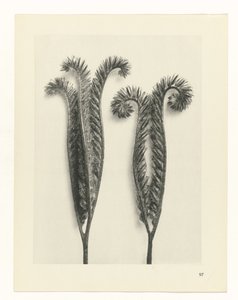 Étude de plante (Urformen der Kunst) - Karl Blossfeldt