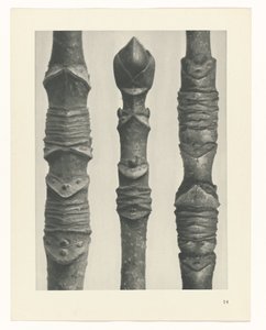 Étude de plante (Urformen der Kunst)