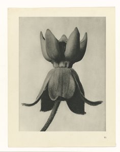 Étude de plante (Urformen der Kunst) - Karl Blossfeldt