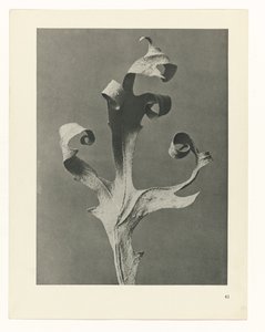 Étude de plante (Urformen der Kunst)