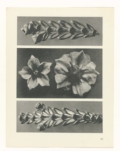 Étude de plante (Urformen der Kunst)