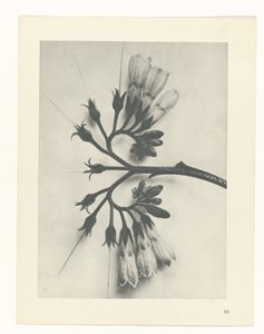 Étude de plante (Urformen der Kunst) - Karl Blossfeldt