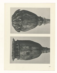 Étude de plante (Urformen der Kunst)