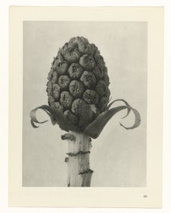 Étude de plante (Urformen der Kunst) - Karl Blossfeldt